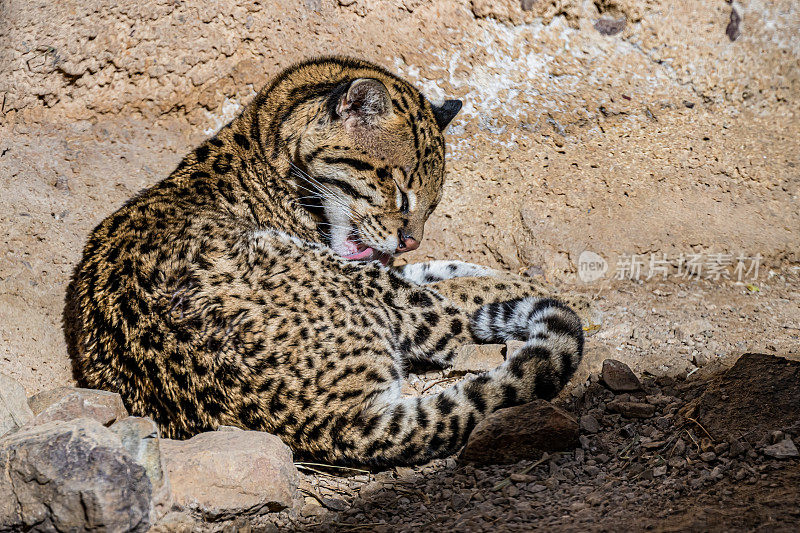 豹猫(Leopardus pardalis)是一种中型斑点野猫。索诺兰沙漠，亚利桑那州。